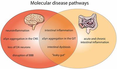 Molecular Communication Between Neuronal Networks and Intestinal Epithelial Cells in Gut Inflammation and Parkinson's Disease